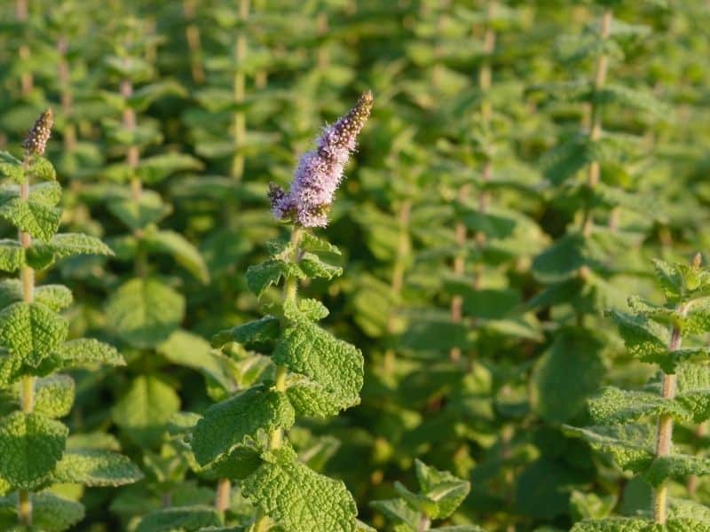 mint flower