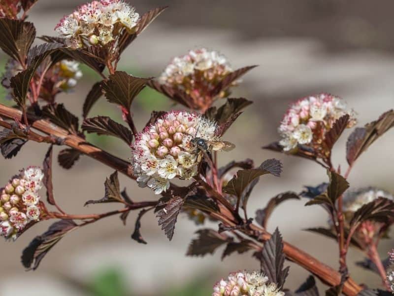 ninebark shrub flowers