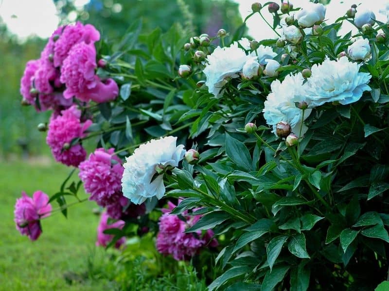 pink and white peonies border