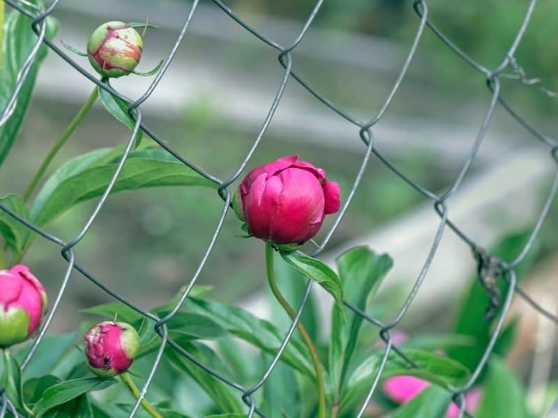 peony buds