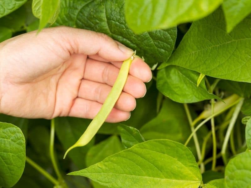 harvesting green beans