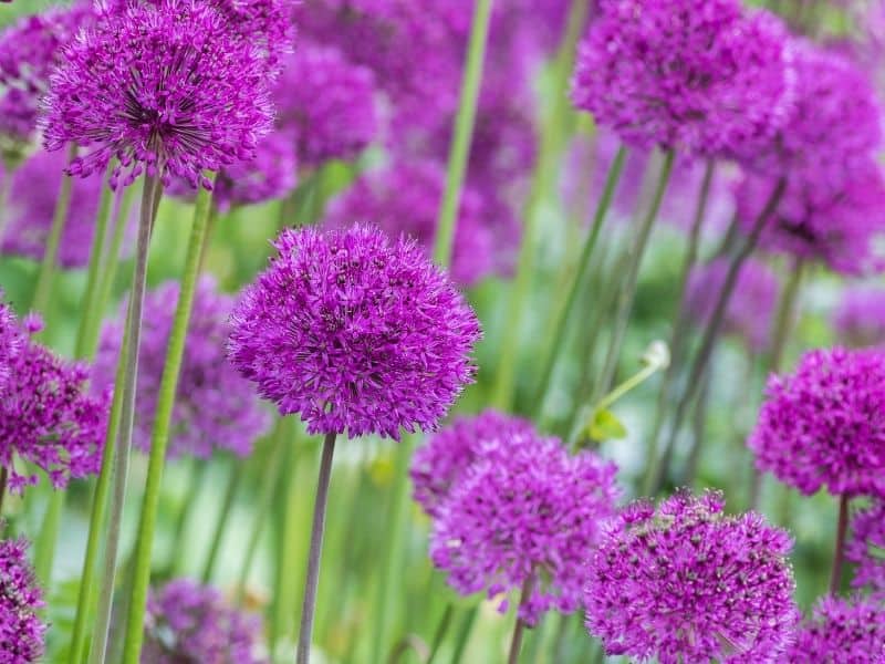 allium flowers