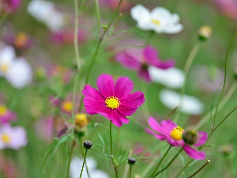 pink and white cosmos flowers