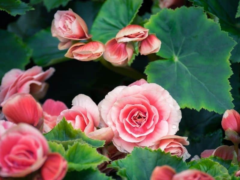 pink begonias