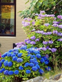 Pink, blue, and purple hydrangeas in front of a house