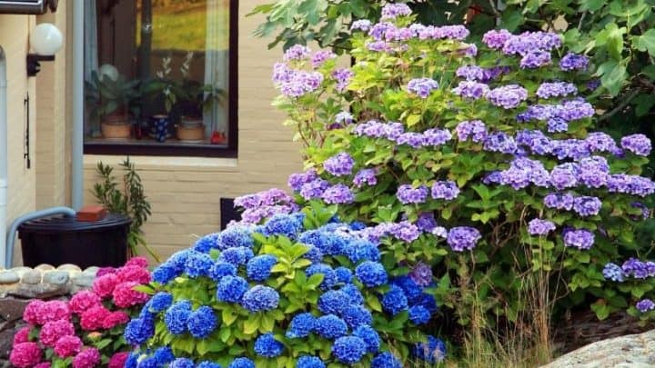 How To Care For Hydrangeas – The Ultimate Guide To Stunning Hydrangea Flowers
