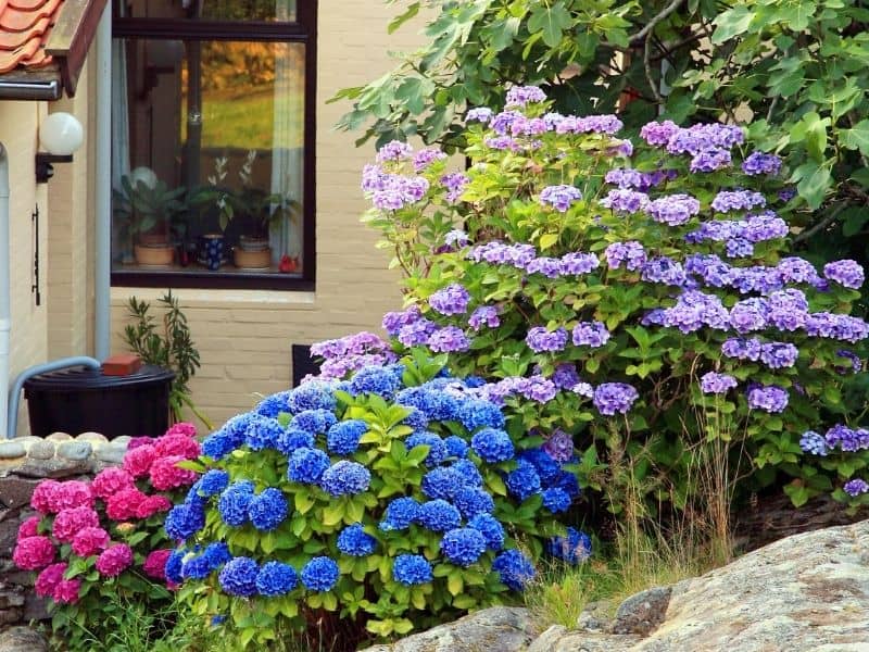 Pink, blue, and purple hydrangeas in front of a house