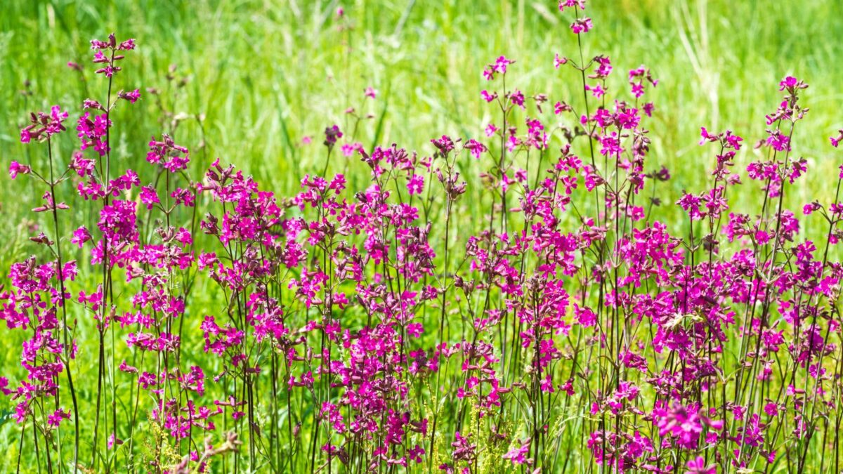 Pink catchfly flowers.