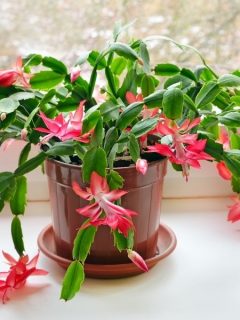 pink Christmas cactus plant