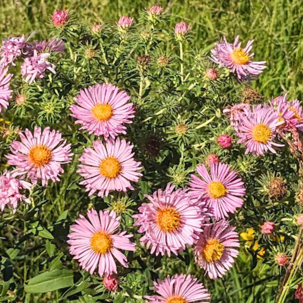 Pink fall asters.