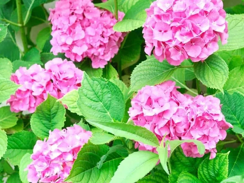 pink hydrangeas