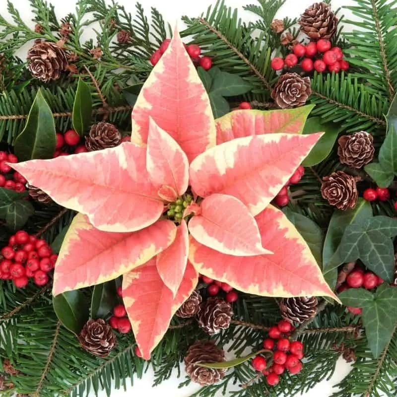 a pink poinsettia in a Christmas arrangement