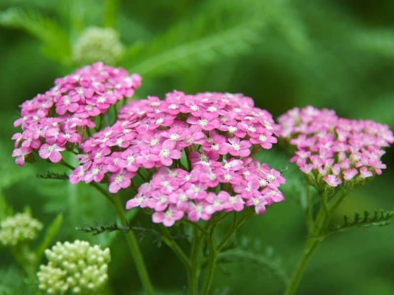 pink yarrow flowers