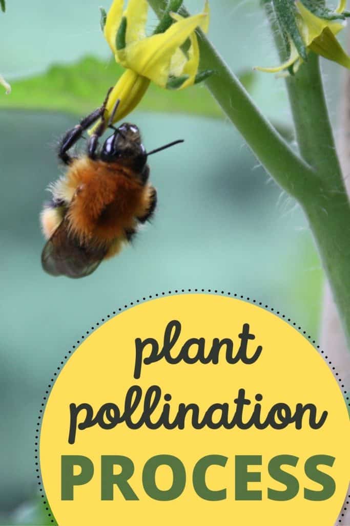 Plant Pollination Process In The Hydroponic Garden