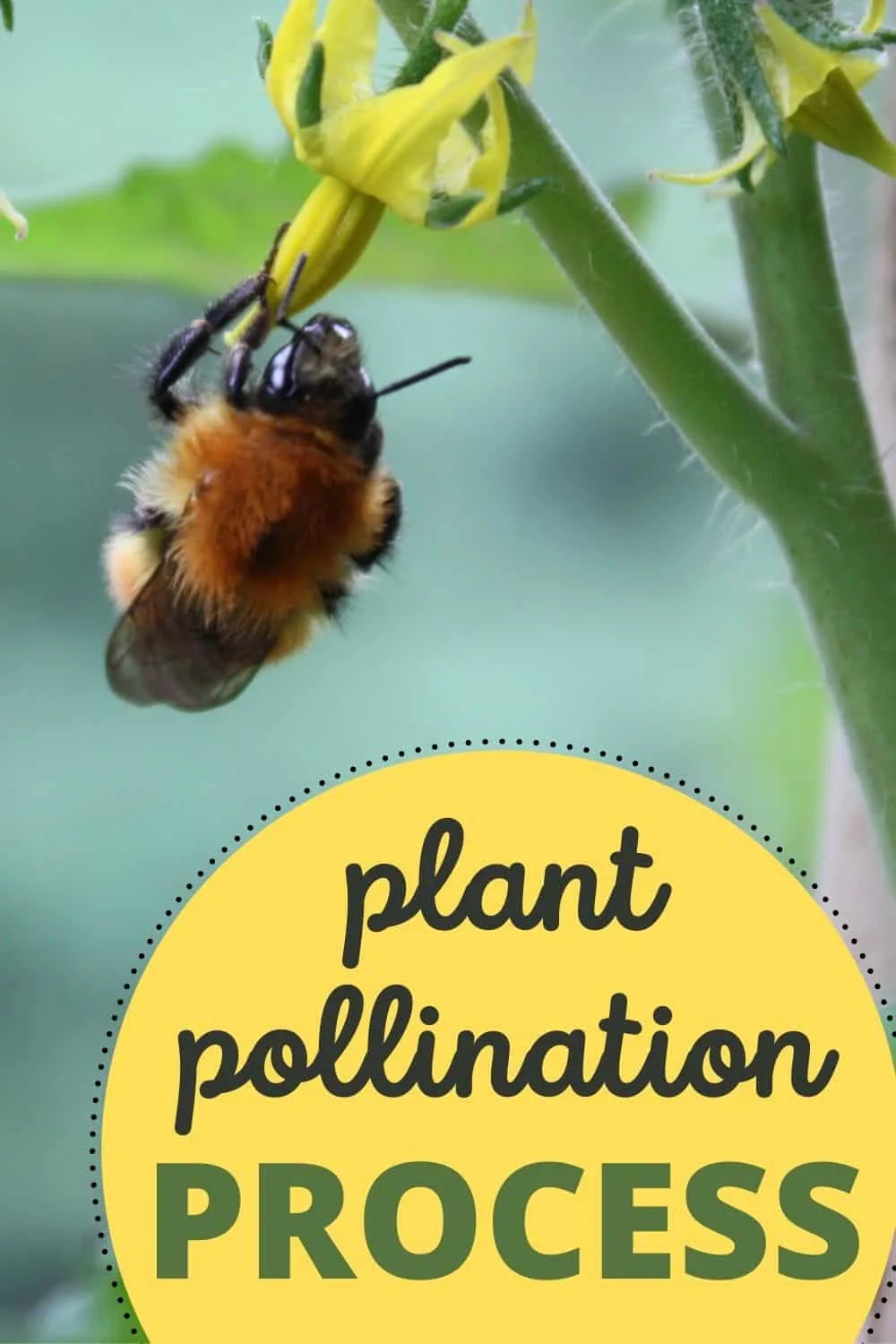 Plant pollination process in the hydroponic garden