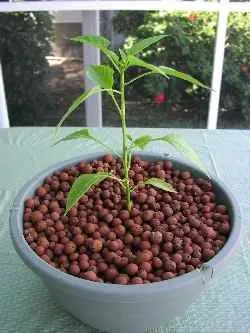 a pepper seedling planted in hydroton clay balls