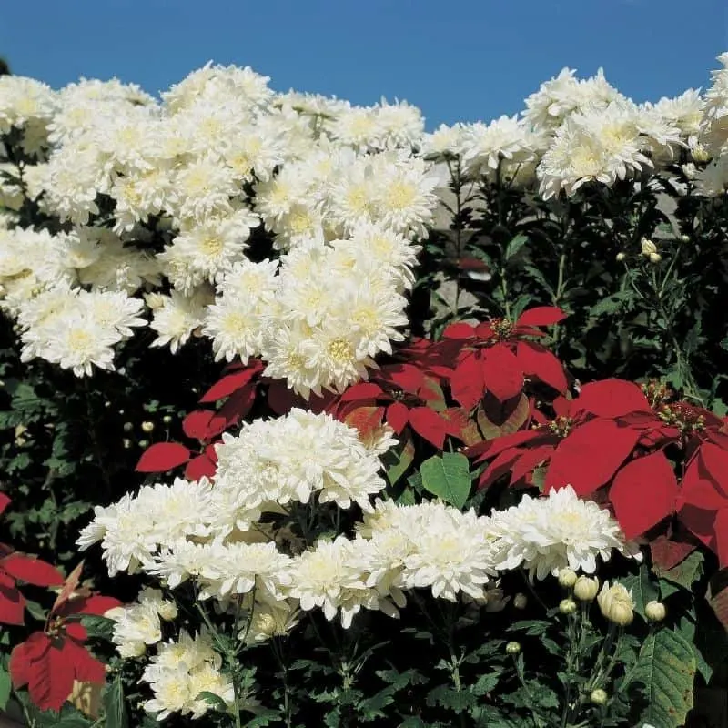 an abundance of white mums with a few red poinsettias for a pop of color