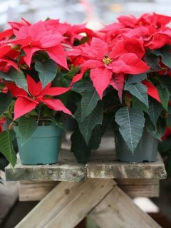 red poinsettias on a wooden table