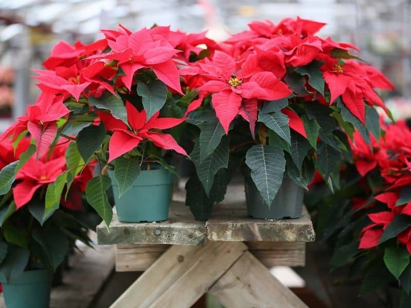 red poinsettias on a wooden table