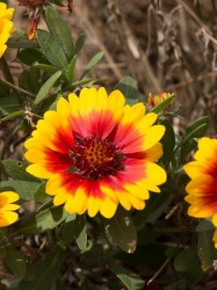 pretty yellow blanket flowers with red centers