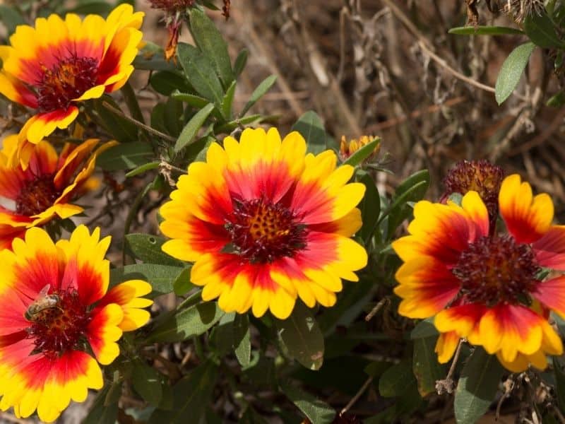 pretty yellow blanket flowers with red centers