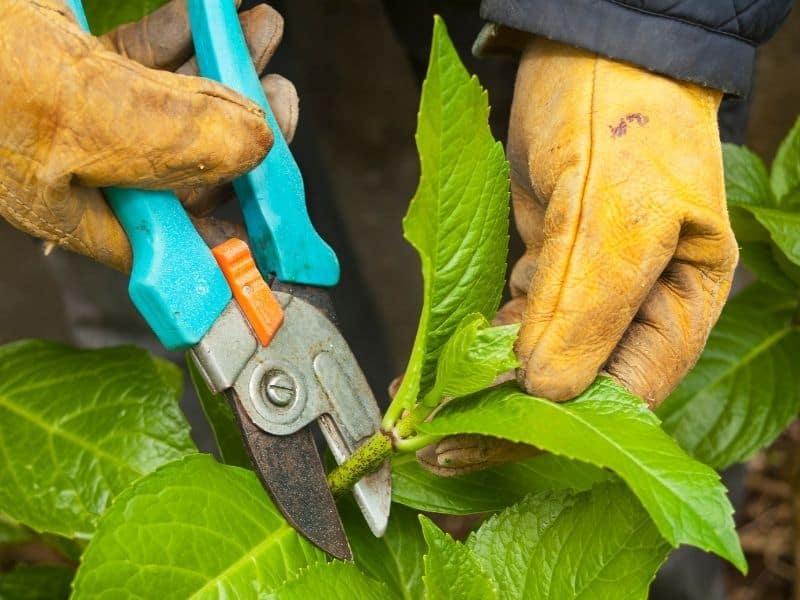 pruning hydrangea plant