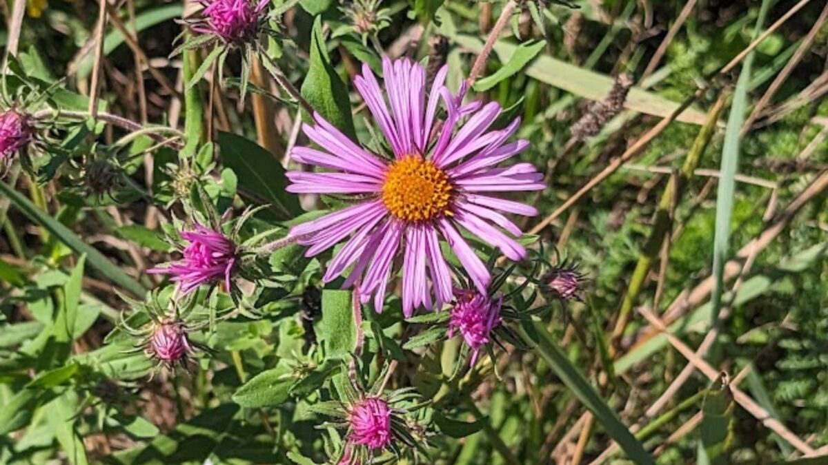 Purple aster flower in a meadow.