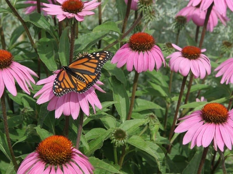 purple coneflowers