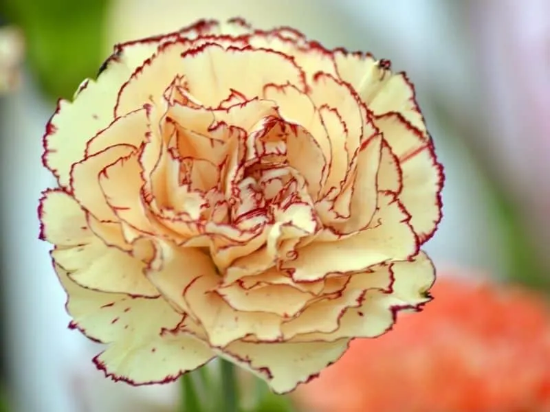 pale yellow carnation with purple edges