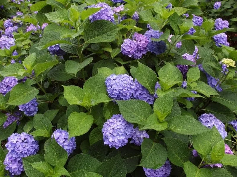 purple hydrangea blooms