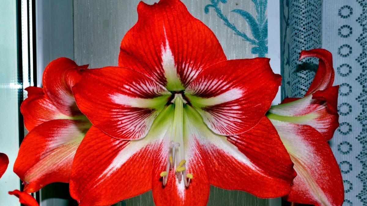 Red amaryllis flowers.