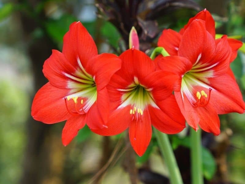 red amaryllis flowers
