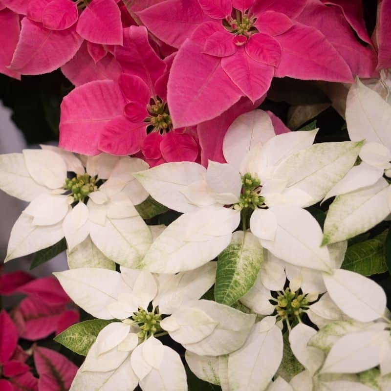 Red and white poinsettia flowers