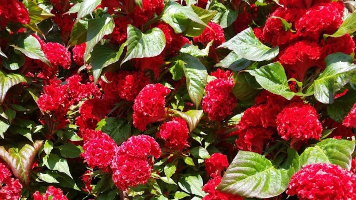 Red celosia flowers.