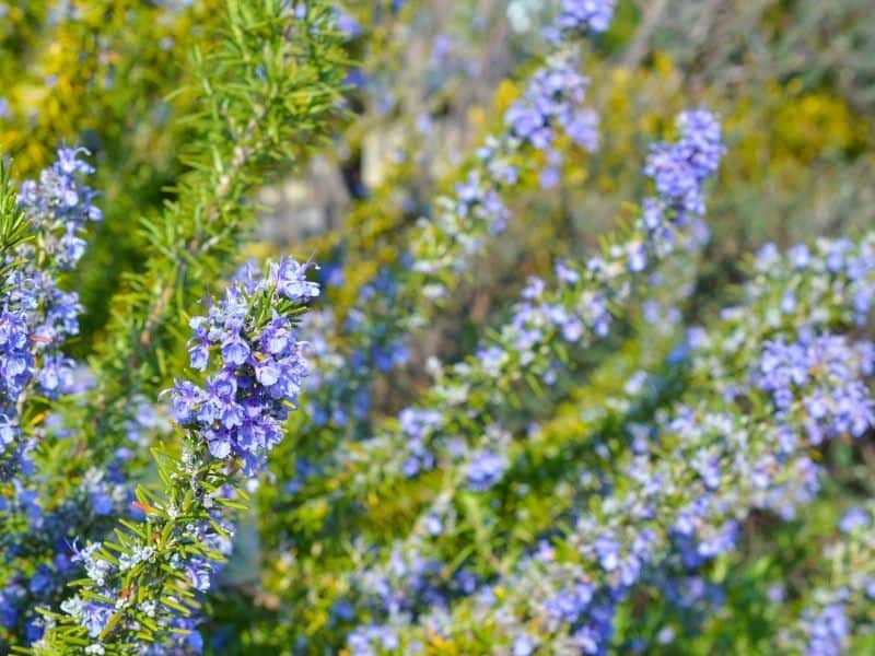 rosemary flowers