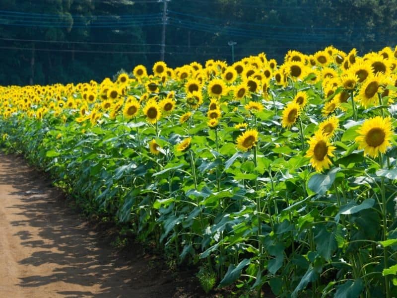 Row of sunflowers