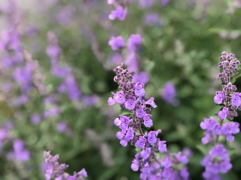 russian sage