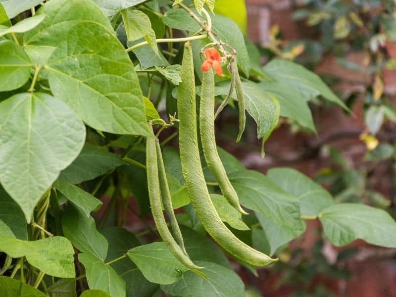 Scarlet runner beans and flower on plant