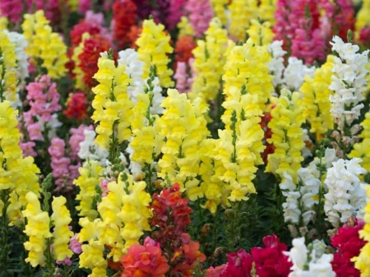 27 Best Plants For A Cut Flower Garden
