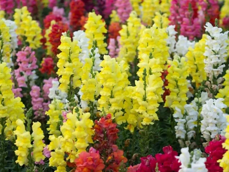 brightly colored snapdragon flowers