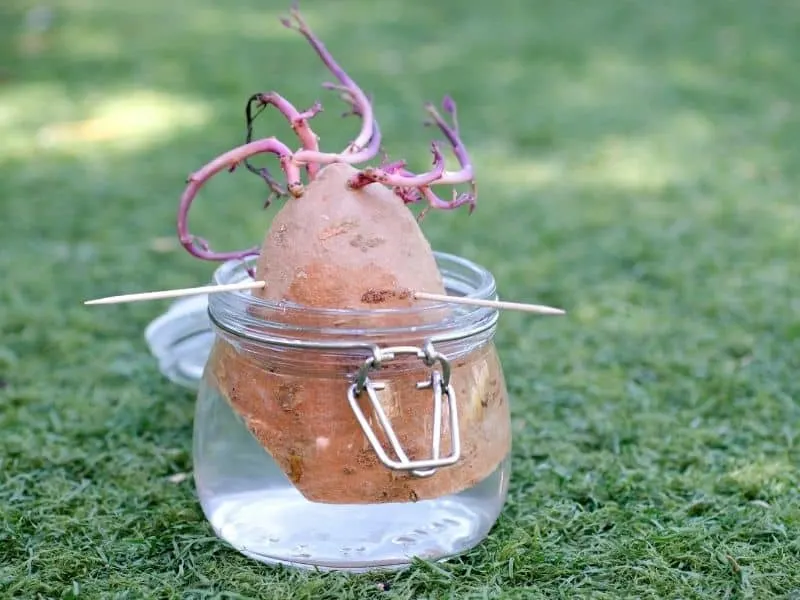 sweet potato sprouting in a glass jar 