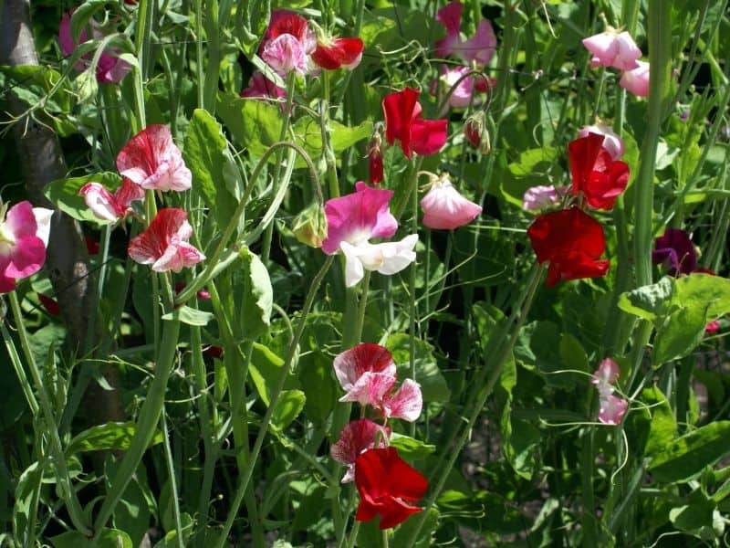 sweet pea flowers