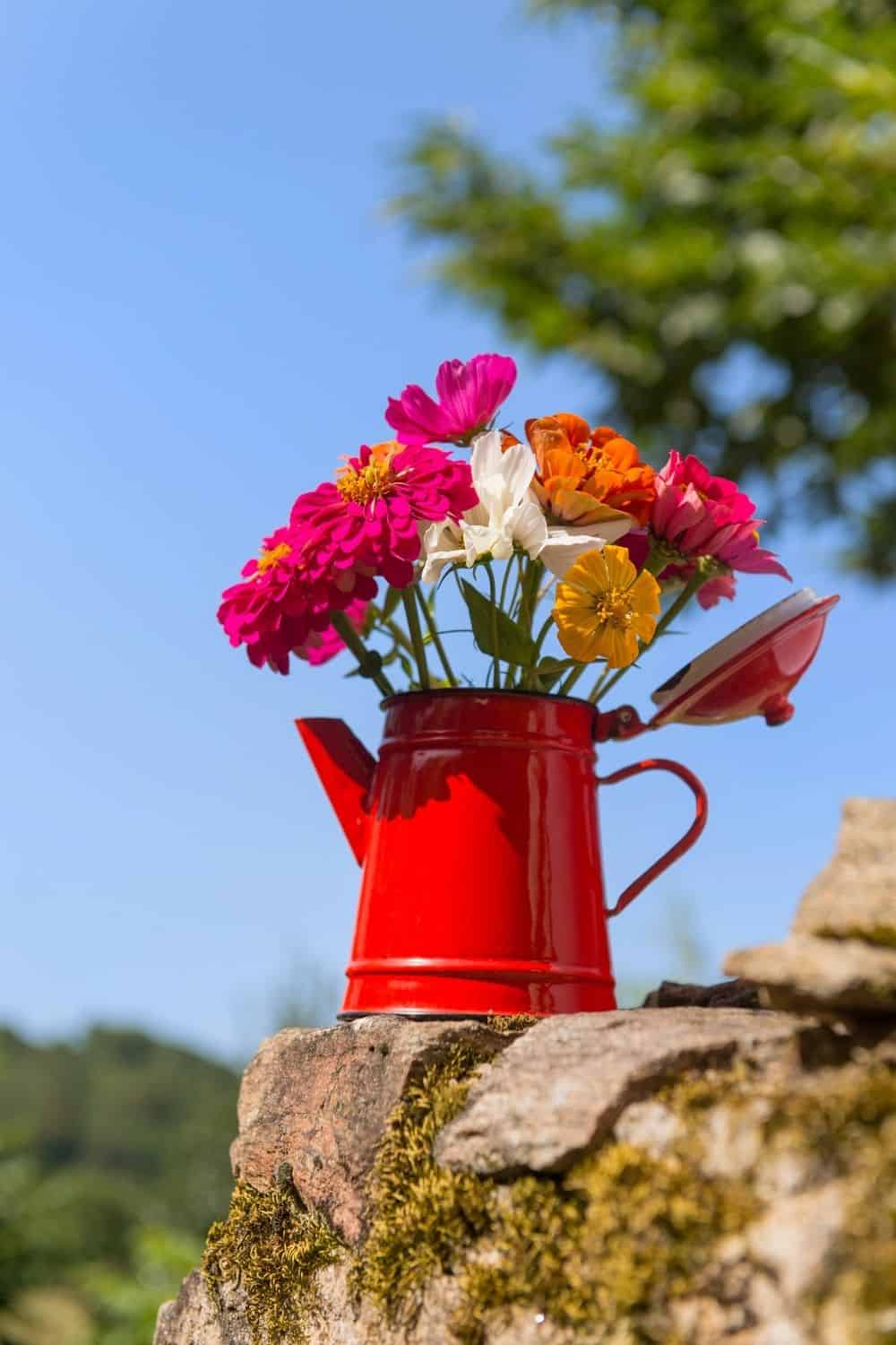 zinnias in red kettle container