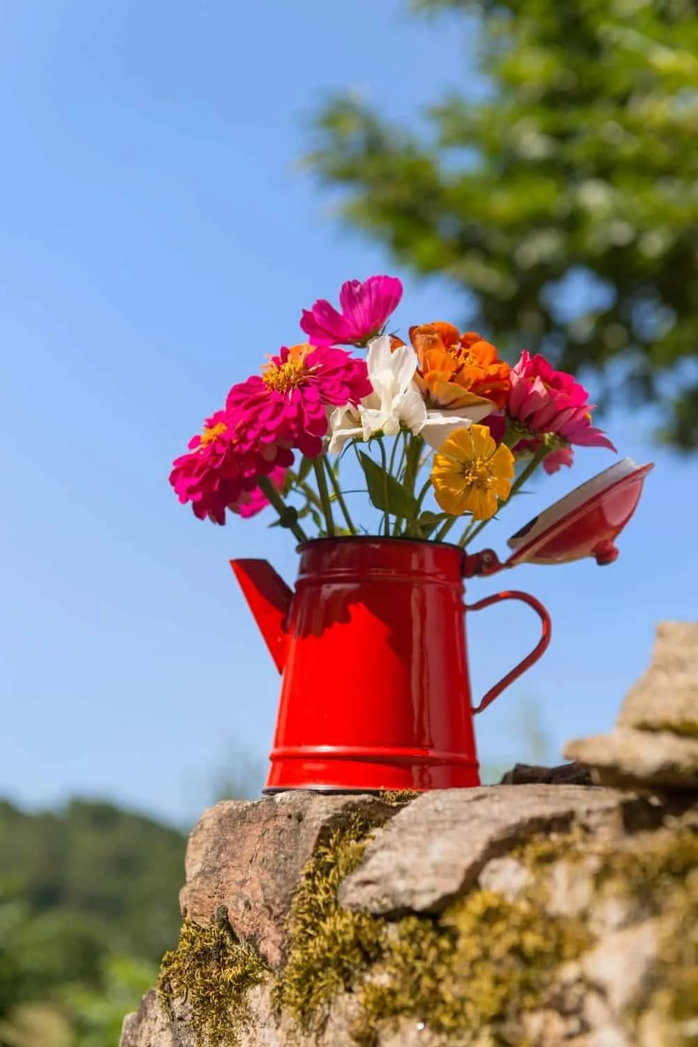 zinnias in red kettle container