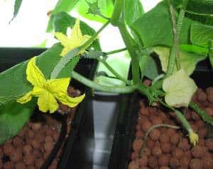 tiny cucumbers growing in the greenhouse