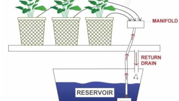 DIY Dutch Bucket Hydroponic System – FREE Plans