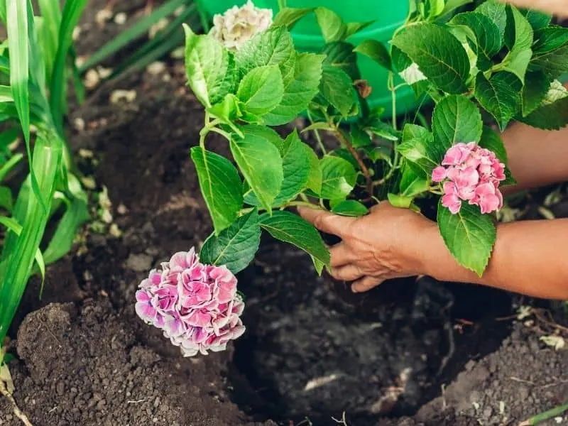 woman transplanting a pink hydrangea plant