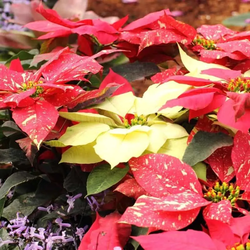 Uniquely colored poinsettias: yellow and red with yellow streaks
