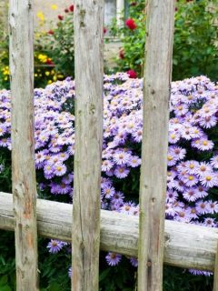 purple asters behind a weathered DIY fence