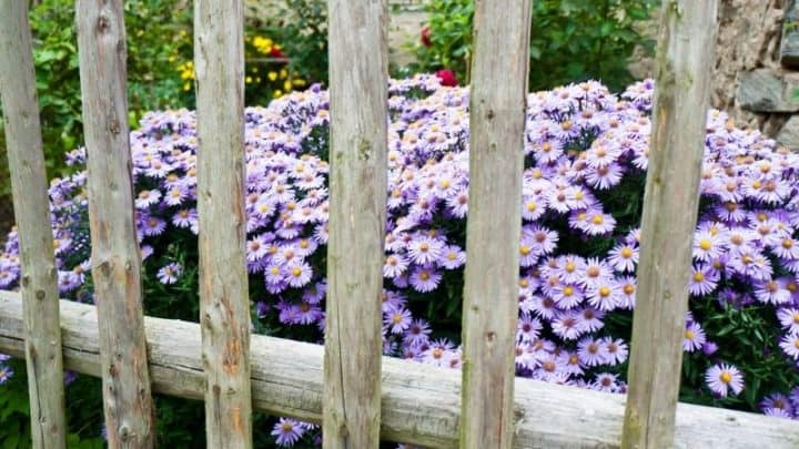 Cheap Landscaping Ideas for The Front Yard on a Budget